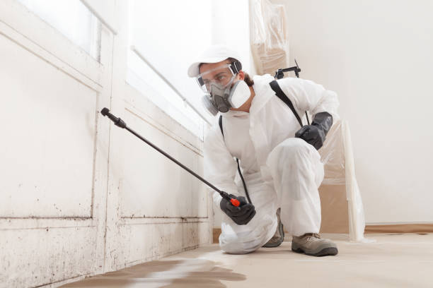 istock Mold remediation service: A professional worker spraying products to remove mold before house painting, clad in a protective suit and respirator mask, with a backpack sprayer at a home renovation site 2159513215