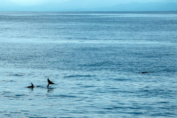 istock headstanding vertical tail of Risso dolphin on blue sea surface 2159513461