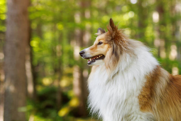 Shetland sheepdog portrait with summer green forest backdrop