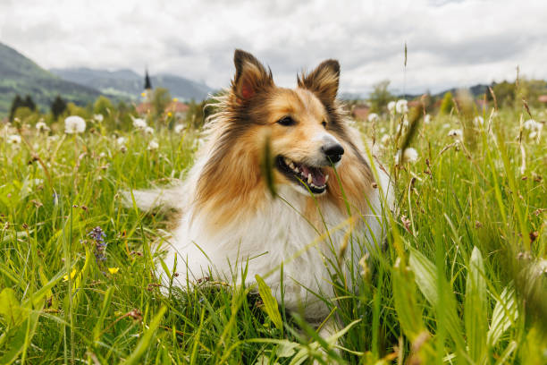 istock Sheltie Shetland Sheepdog in a spring meadow with dandelions around. 2159513939
