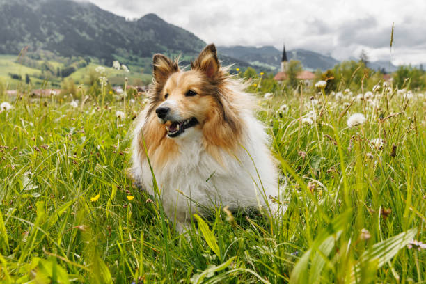 istock Sheltie Shetland Sheepdog in a spring meadow with dandelions around. 2159513948