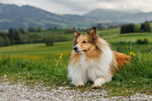 istock A graceful Shetland Sheepdog rests on a lush meadow. 2159513954