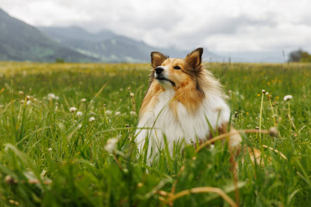 istock Sheltie Shetland Sheepdog in a spring meadow with dandelions around. 2159514020