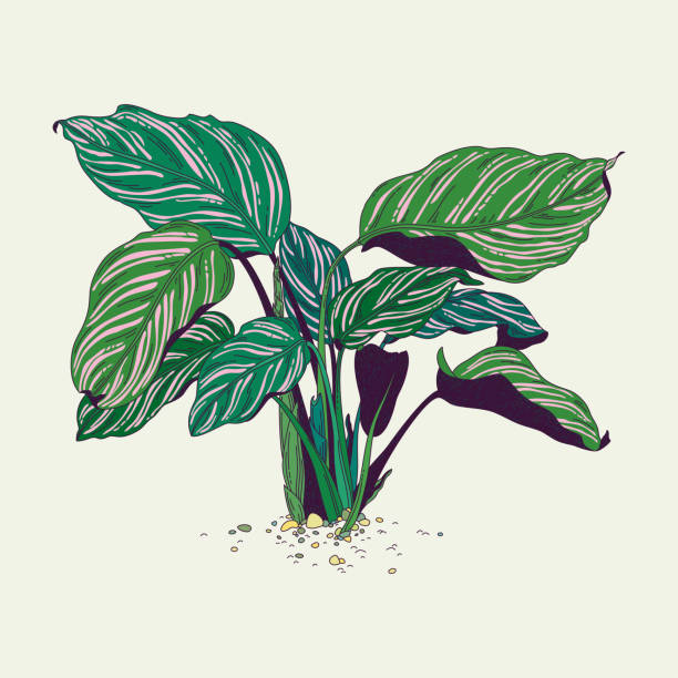 Calathea Ornata Calathea Ornata. House plant on a light background. zebra plant stock illustrations