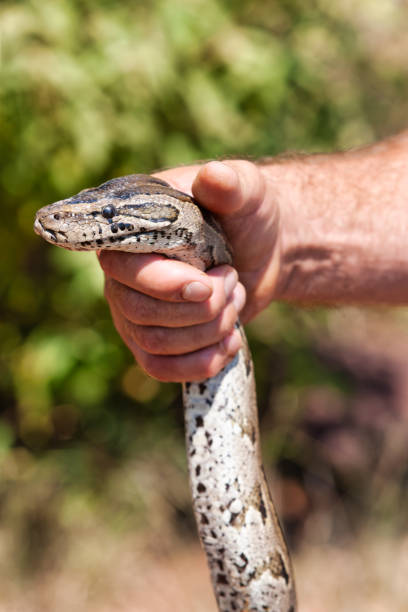 istock african rock python snake relocation , on a granite stone, man catching the snake, pest removal 2159514990