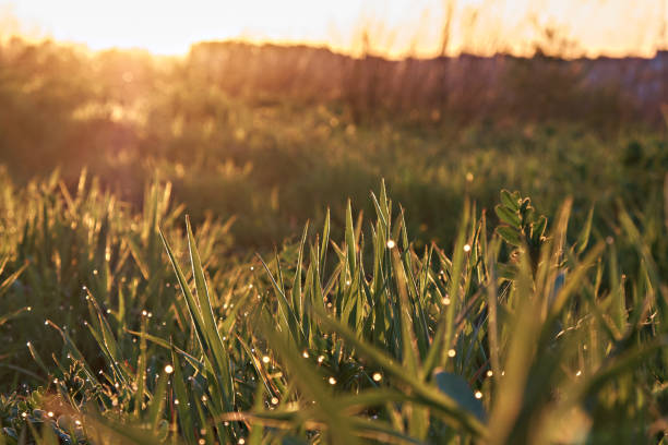 istock Close-up of grass with dew drops under warm sunlight, with fine focus and backlight for a beautiful bokeh effect in the background. Selective focus 2159515930