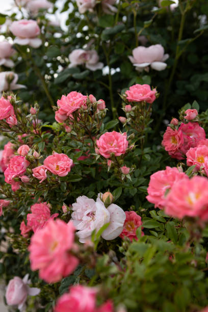 istock Blooming bushes with white and pink roses nature 2159516008