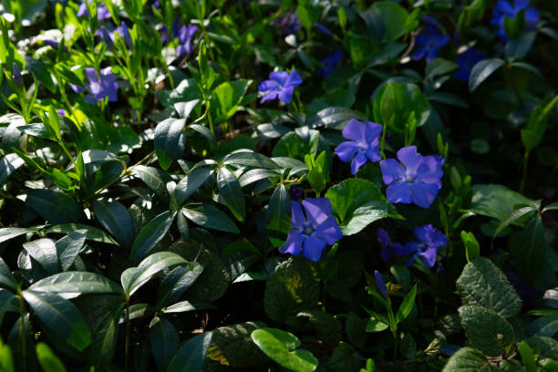 istock Spring landscape with blooming blue flowers nature 2159516129