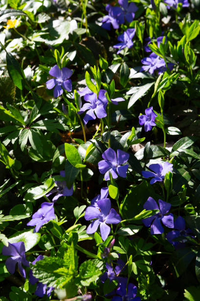 istock Spring landscape with blooming blue flowers nature background 2159516230