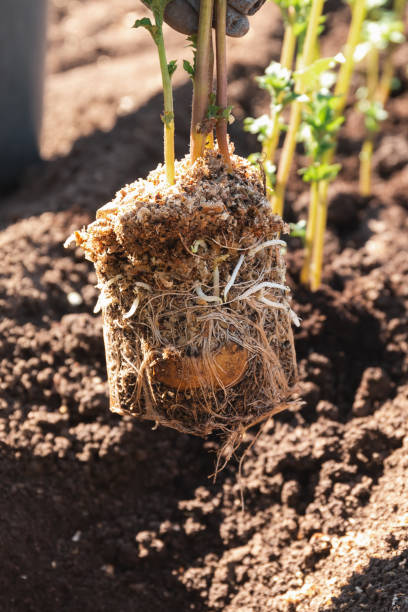 istock Sprouted potatoes with roots and sprouts, ready to be planted in the ground 2159516808