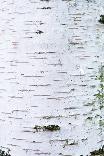 istock Birch bark texture background. Natural wooden pattern or woodworking design background. Macro shot is made by means of stacking technology. Flat lay, light nature concept. Top view. 2159521673
