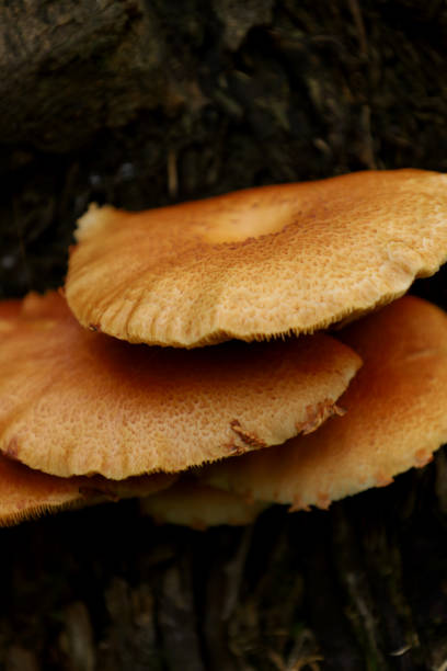 istock Close-Up Of Mushrooms 2159522082