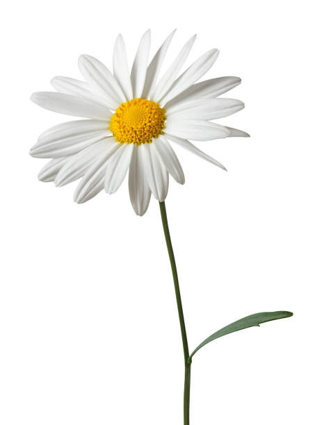 istock Beautiful white Daisy (Marguerite) isolated on white background, including clipping path. 2159522337
