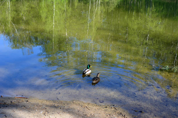 two ducks swimming in the lake top view