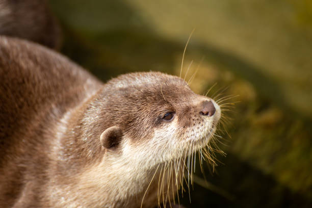 istock Close up of an Otter (Lutrinae) 2159522931