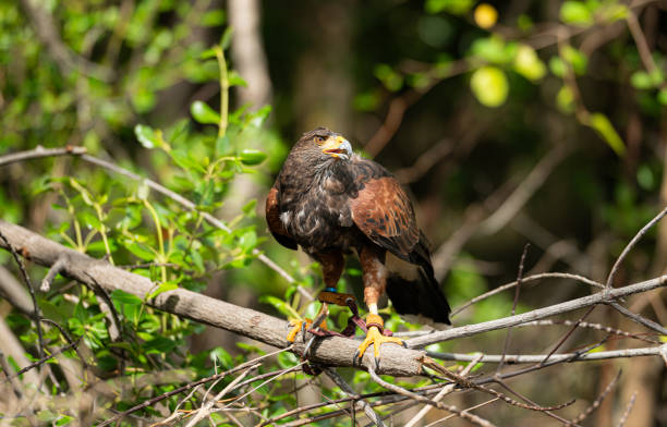 istock Harris hawk is resting in the trees 2159524234