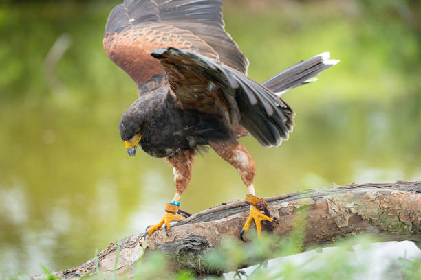 istock A Harris hawk resting on a log in the forest 2159524347