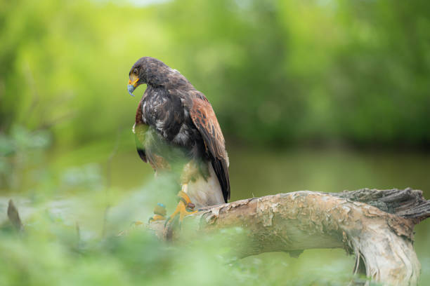 istock A Harris hawk resting on a log in the forest 2159524358