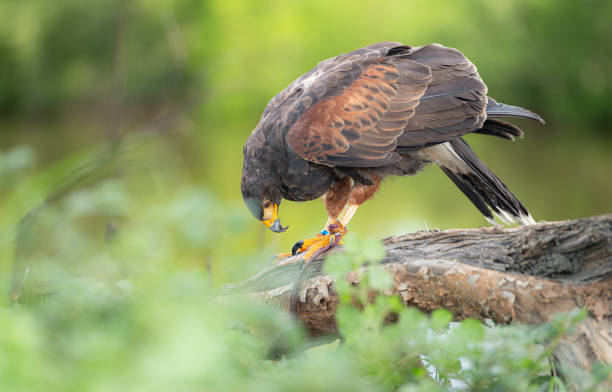 istock A Harris hawk resting on a log in the forest 2159524387