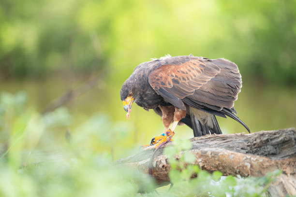 istock A Harris hawk resting on a log in the forest 2159524392