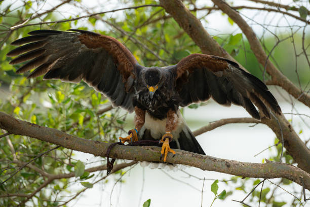 istock Harris hawk is resting in the trees 2159524395