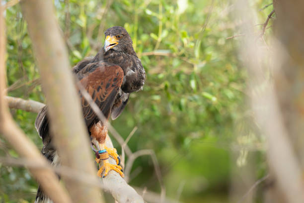 istock Harris hawk is resting in the trees 2159524423
