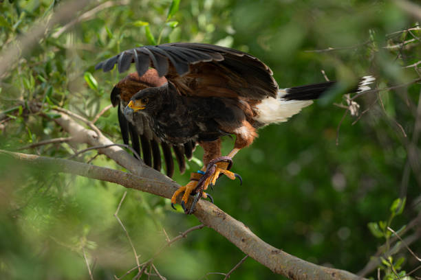 istock Harris hawk is resting in the trees 2159524429