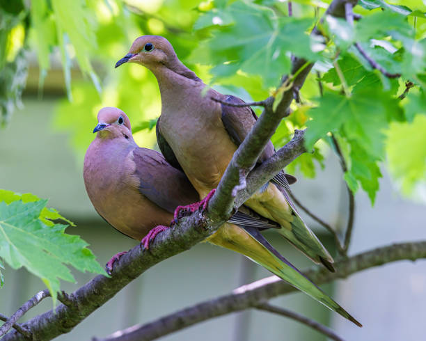 istock Birds of Canada 2159524787
