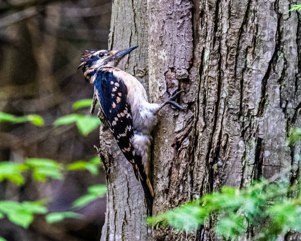 In the Canadian bush I met pigeons and a woodpecker.