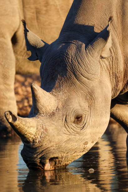 istock a black rhino in sunset light in  a waterhole 2159524816