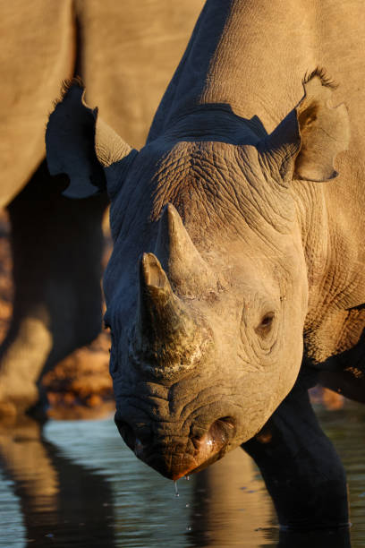 istock a black rhino in sunset light in  a waterhole 2159524846