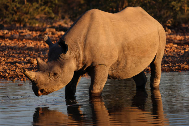 istock a black rhino in sunset light in  a waterhole 2159524882