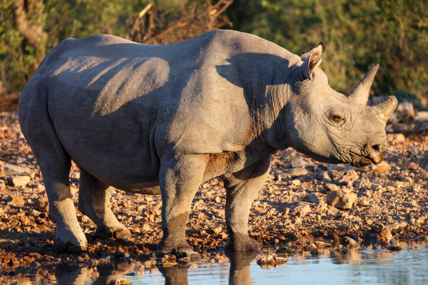istock a black rhino in sunset light in  a waterhole 2159524915