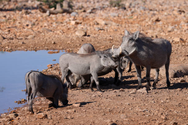a warthog family drink from a waterhole in Namibia