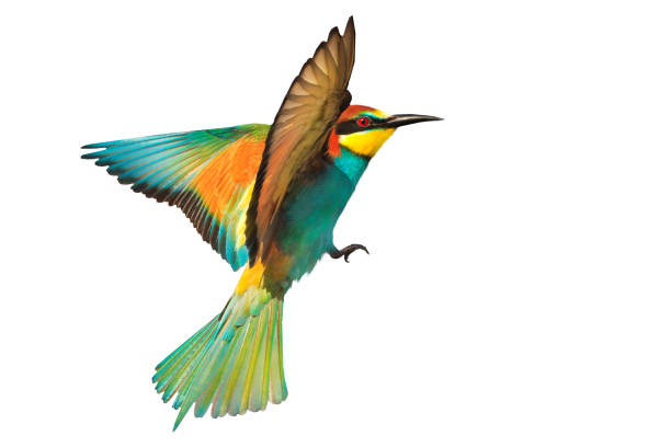 istock colorful bird ,european bee-eater, flight, isolated 2159525760