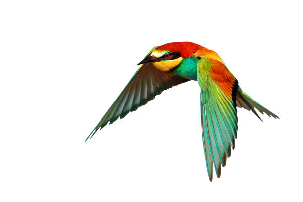 istock colorful birds , in flight, isolated 2159525772