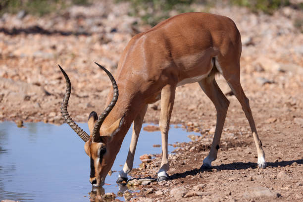 istock a thirsty male impala antelope drinks from a waterhole 2159525804