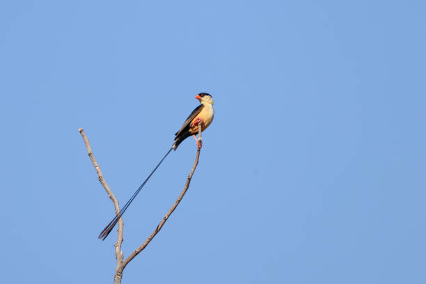 istock a long-tailed paradise wyhdah on a treetop 2159525806
