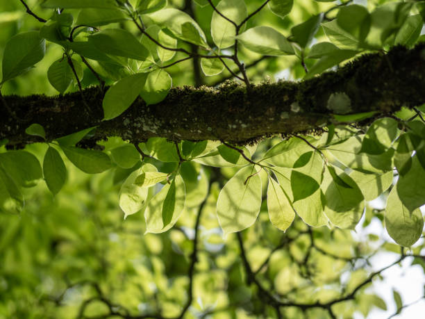 istock tree branch und green leaves  in the forest 2159525958