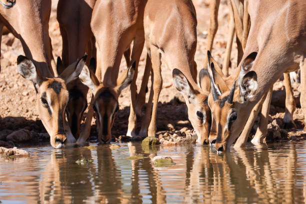 a large group of impala anelopes drink from a waterhole