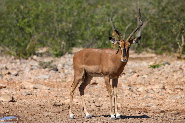 istock a male impala antelope with a broken horn 2159526041