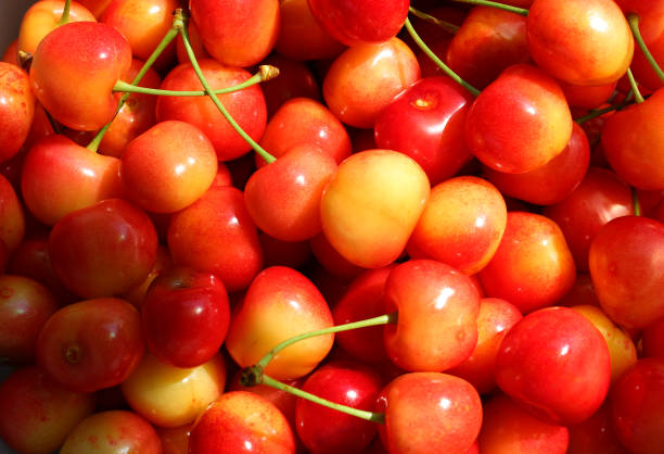 Yellow And Red Corum Sweet Cherries Illuminated With Sun
