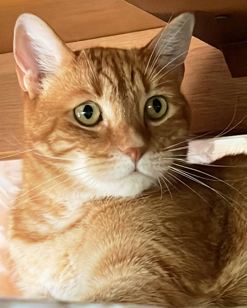 istock Jack my beautiful red cat 2159529818