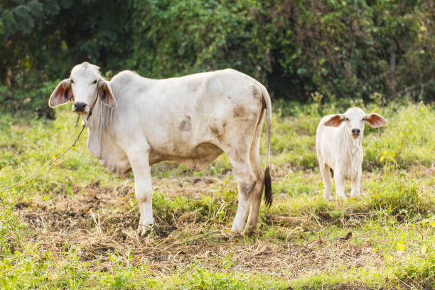 thai cow in field