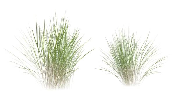 istock Bunches of grass on a white background. 3D rendering. 2159533638