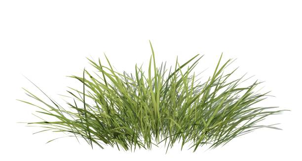istock Bunches of grass on a white background. 3D rendering. 2159533639