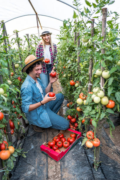 istock Harvesting tomatoes in their greenhouse 2159534205