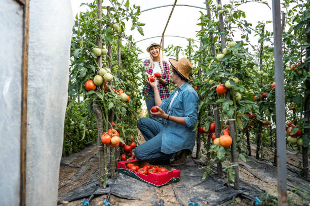 istock Harvesting tomatoes in their greenhouse 2159534647