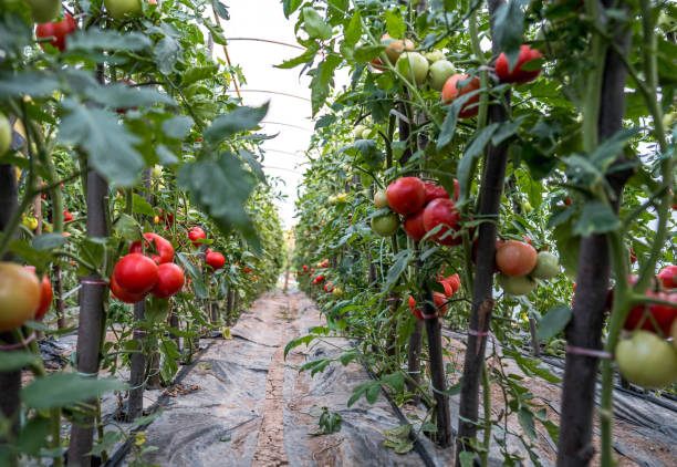 istock Organic tomatoes growing in a greenhouse 2159534676