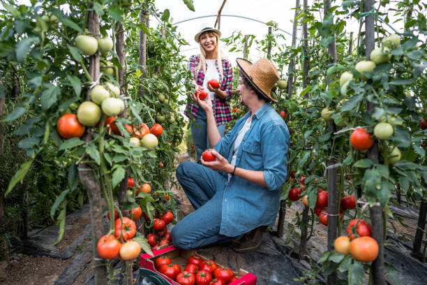 Harvesting tomatoes in their greenhouse